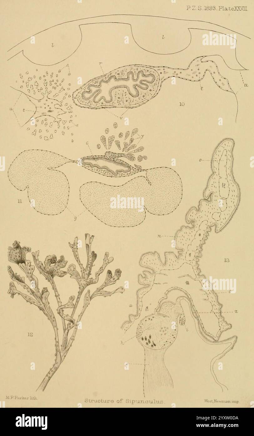 Proceedings of the Zoological Society of London, London, Academic Press Periodicals, Zoology, cette illustration présente une représentation détaillée de diverses structures associées à l'organisme Diptera, mettant en valeur une gamme de caractéristiques anatomiques. La section supérieure représente un réseau de structures cellulaires, mettant éventuellement en évidence les stades de reproduction ou de développement, tandis que les sections inférieures se concentrent sur des traits morphologiques distincts. Les chiffres correspondent à des éléments spécifiques, indiquant des domaines d'intérêt ou mettant en évidence des adaptations uniques. Les conceptions complexes reflètent la complexité de la St biologique Banque D'Images