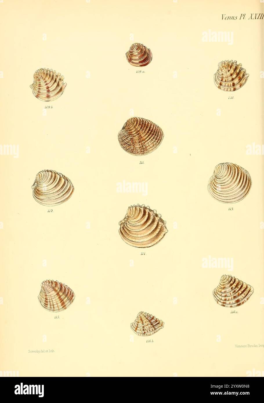 Conchologia Iconica, ou illustrations of the Shells of Mollusquous Animals London, Reeve, Brothers, 1843-1878. Mollusques, œuvres picturales, coquillages, l'illustration présente une collection de coquillages variés, mettant en valeur leurs formes uniques et leurs motifs complexes. Chaque spécimen est numéroté et disposé dans un format de grille pour faciliter l'identification et l'étude. Les coques présentent une gamme de textures, certaines présentant des surfaces lisses tandis que d'autres ont des crêtes et des spirales prononcées. Les subtiles variations de couleur et de détails soulignent la beauté naturelle et la diversité de ces organismes marins, inviti Banque D'Images