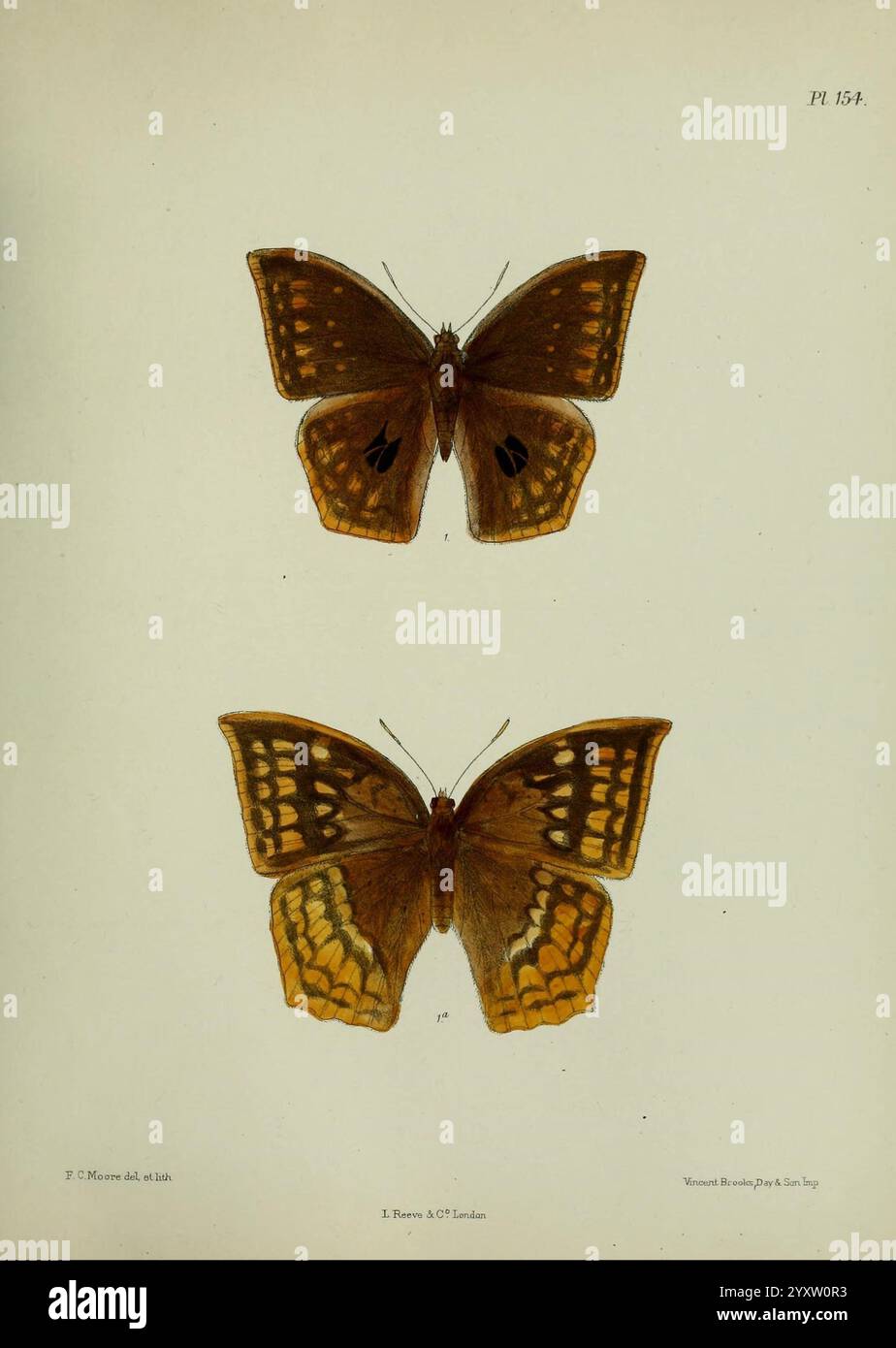 Lepidoptera indica, Londres, 1890-1913, Inde, Lepidoptera, Frederic C Moore, cette illustration montre deux papillons représentés dans un arrangement symétrique. Le papillon supérieur présente de riches ailes marron ornées de motifs orange et crème frappants, soulignant son design complexe. En dessous, le deuxième papillon reflète le premier en forme mais affiche une teinte légèrement plus foncée avec un motif orange plus prononcé. Les deux papillons sont rendus avec une précision délicate, soulignant leur beauté naturelle et les caractéristiques uniques de chaque espèce. Cette illustration sert d'étude de Banque D'Images