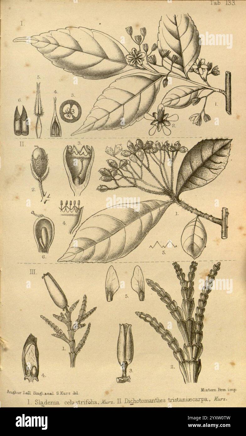 Journal de botanique, britannique et étranger. Londres, Robert Hardwicke, 1863-1942, botanique, Grande-Bretagne, périodiques, plantes., cette illustration présente des études botaniques détaillées de deux espèces. Sur la gauche, Sidamea elatior présente des dessins étiquetés de ses fleurs, feuilles et fruits, capturant des détails complexes tels que la structure des fleurs et la disposition du feuillage. Sur la droite, Digothamanthus trinitatis est représenté avec une précision similaire, mettant en évidence ses composants floraux uniques et les différents stades de développement des bourgeons. Les annotations minutieuses soulignent le morphologi distinct Banque D'Images