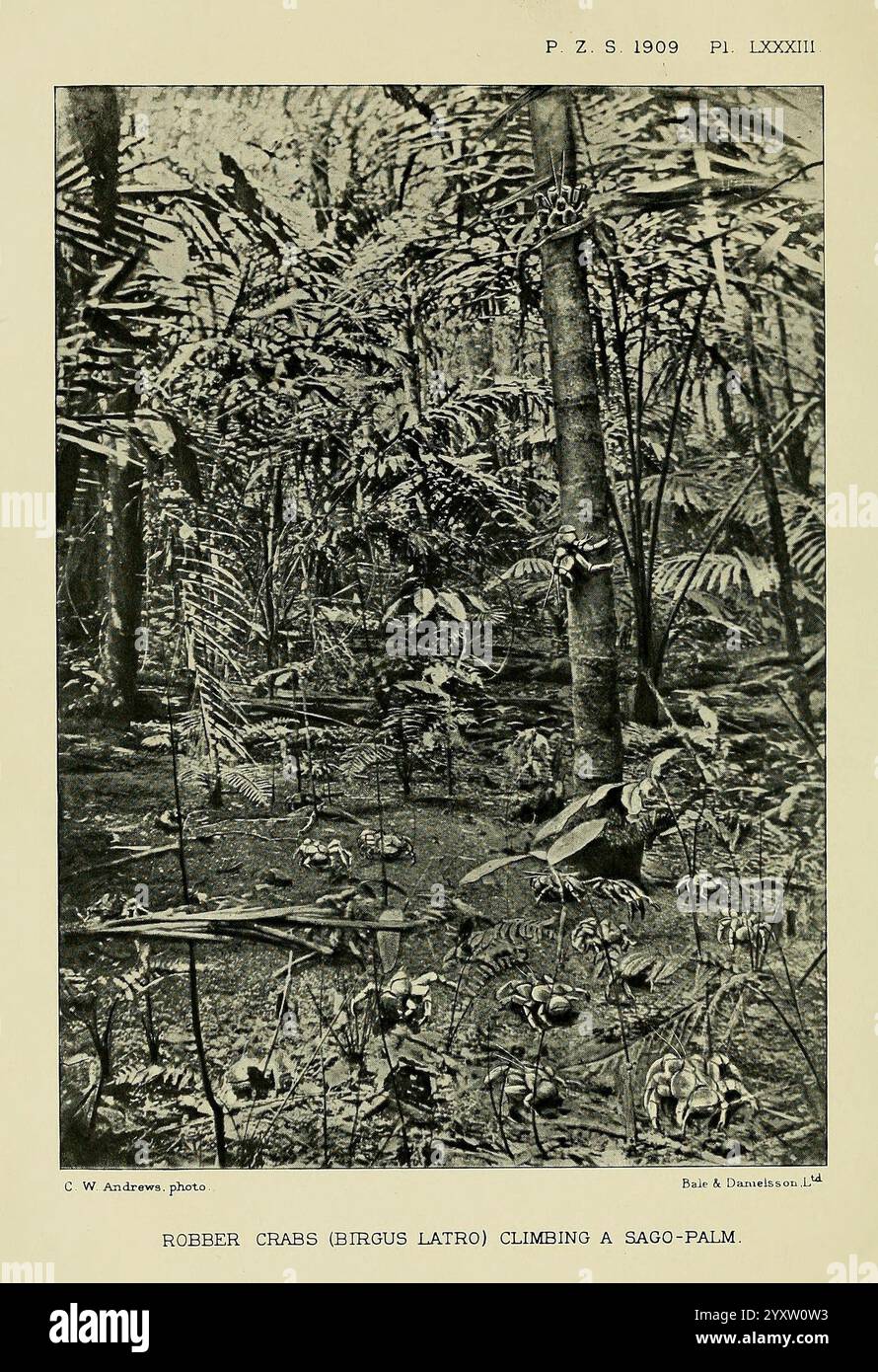 Proceedings of the Zoological Society of London, London, Academic Press Periodicals, Zoology, Une scène de forêt tropicale dense présente une riche diversité de flore, y compris de grands arbres et des sous-bois luxuriants. Au premier plan, une figure, peut-être un chercheur ou un naturaliste, est vue grimper habilement un palmier sagou. L'environnement regorge de vie, avec des détails complexes de diverses plantes et vignes entourant le grimpeur. La lumière du soleil filtre à travers la canopée au-dessus, créant une atmosphère sereine et vibrante qui met en valeur la beauté de cet habitat naturel. Banque D'Images