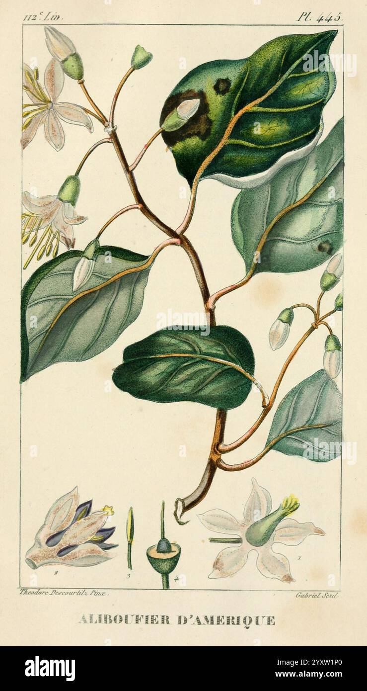 Flore pittoresque et médicale des Antilles, Paris, Pichard, 1821-1829. Plants, West Indies, Une illustration botanique représentant la plante Aliboufier d'Amérique. L’œuvre présente des représentations détaillées des feuilles, des fleurs et des fruits de la plante, mettant en valeur les textures et les structures complexes. En bas, des croquis plus petits mettent en évidence les différentes étapes de la plante, y compris ses parties florales et reproductives, contribuant à une compréhension complète de ses caractéristiques botaniques. L'illustration est étiquetée avec son nom en français, soulignant son importance dans les études à base de plantes et Banque D'Images