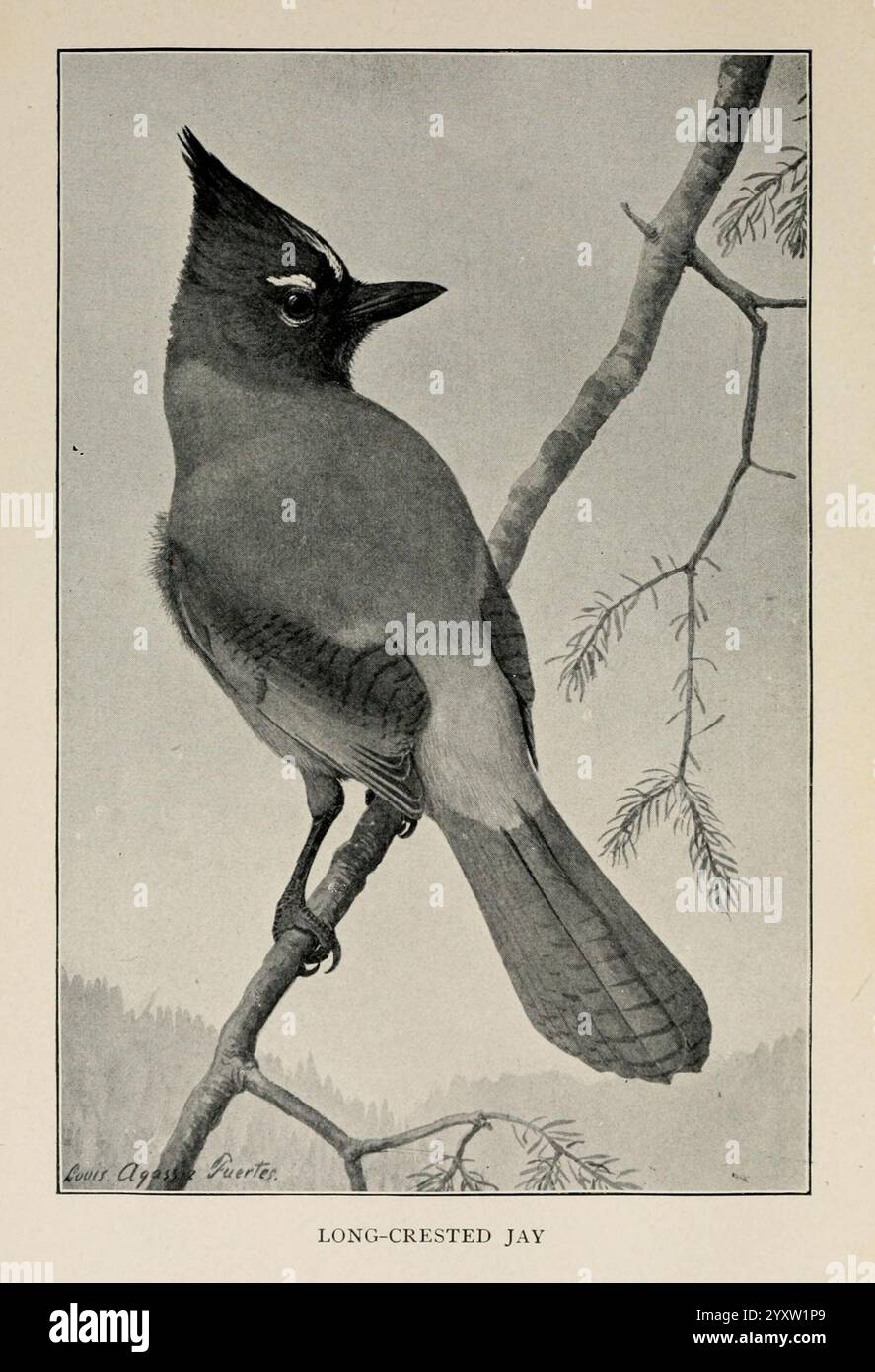 Manuel des oiseaux de l'ouest des États-Unis Boston Houghton, Mifflin and Company 1902 oiseaux westus Louis Agassiz Fuertes Woods Hole, Un jay à longue crête perche gracieusement sur une branche élancée, mettant en valeur ses caractéristiques distinctives. La crête proéminente de l'oiseau est haute, encadrant un œil pointu et intelligent qui transmet la curiosité et la vigilance. Son plumage présente un mélange de gris doux et de noirs profonds, transigeant élégamment le long de son corps. En arrière-plan, de subtiles notes de feuillage suggèrent un cadre naturel tranquille, soulignant l'affinité du jay pour les habitats boisés. Cette illustration illustre Banque D'Images Manuel des oiseaux de l'ouest des États-Unis Boston Houghton, Mifflin and Company 1902 oiseaux westus Louis Agassiz Fuertes Woods Hole, Un jay à longue crête perche gracieusement sur une branche élancée, mettant en valeur ses caractéristiques distinctives. La crête proéminente de l'oiseau est haute, encadrant un œil pointu et intelligent qui transmet la curiosité et la vigilance. Son plumage présente un mélange de gris doux et de noirs profonds, transigeant élégamment le long de son corps. En arrière-plan, de subtiles notes de feuillage suggèrent un cadre naturel tranquille, soulignant l'affinité du jay pour les habitats boisés. Cette illustration illustre Banque D'Images