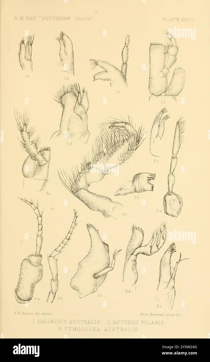 Rapport sur les collections d'histoire naturelle faites dans les régions antarctiques pendant le voyage de la 'Croix du Sud.', Londres, 1902, Antarctique, botanique, expéditions scientifiques, Southern Cross Ship, Zoologie, Elsie Wilkins Sexton, 8, Haliacris australis, Acturus polaris, Cymodocea australis, Elsie Wilkins Sexton, 0, 0, Women in Science, l'illustration présente une collection de croquis scientifiques détaillés représentant divers organismes marins ou structures anatomiques. Il comprend plusieurs figures étiquetées présentant des caractéristiques distinctes telles que des membres, des appendices et des parties du corps, chacune méticuleusement dessinée Banque D'Images