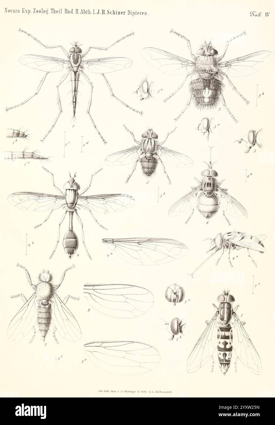 Reise der österreichischen Fregatte Novara Wien Kaiserlich 1861-75.jpg, Une série d'illustrations détaillées présentant diverses espèces de mouches, mettant en évidence leurs caractéristiques anatomiques et leurs distinctions morphologiques. Chaque spécimen est méticuleusement rendu, affichant des caractéristiques telles que la structure de l'aile, la segmentation du corps et des marques distinctives. Les étiquettes et numéros d'accompagnement indiquent différentes espèces et parties, mettant l'accent sur l'étude scientifique de la diptérologie. Cette collection sert de référence pour l'identification et la classification de ces insectes, mettant en valeur la diversité et Banque D'Images