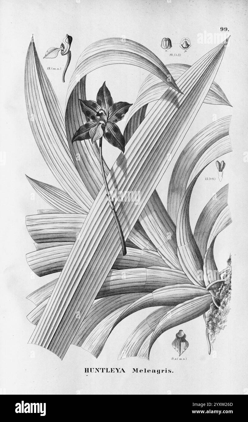 Flora brasiliensis, Enumeratio Plantarum in Brasilia Hactenus Detectarum, Monachii et Lipsiae [Munich et Leipzig], R Oldenbourg, 1840-1906, Brésil, Allemagne, gravure, botanique, 1840, non coloré, botanistes, Pictorial Works, Graphic Media, Une illustration botanique mettant en valeur les détails complexes de l'espèce Huntleyan, avec des feuilles allongées en forme de ruban qui s'entrelacent élégamment. Au centre, une fleur délicate émerge, caractérisée par sa structure unique en pétales. Autour des éléments botaniques sont annotés des détails scientifiques, y compris des mesures et des références à des parties spécifiques de Banque D'Images