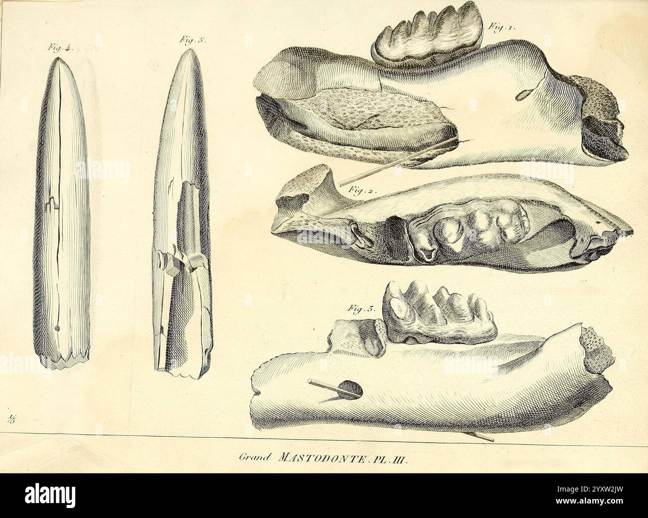 Recherches sur les ossemens fossiles de quadrupèdes Paris Deterville 1812 France géologie mammifères fossiles Paléontologie Paris region vertébrés fossile mammifère, les illustrations représentent diverses vues de dents et de mâchoires animales préhistoriques, mettant en valeur les détails complexes de leur structure. La rangée supérieure présente plusieurs spécimens de mâchoire, mettant en évidence leurs formes uniques et leur disposition dentaire, ce qui suggère des adaptations pour différents comportements alimentaires. La rangée du bas présente des formes de dents allongées qui ressemblent à des défenses, indiquant la diversité de morphologie dentaire parmi les espèces anciennes. Chaque figure est labèle Banque D'Images