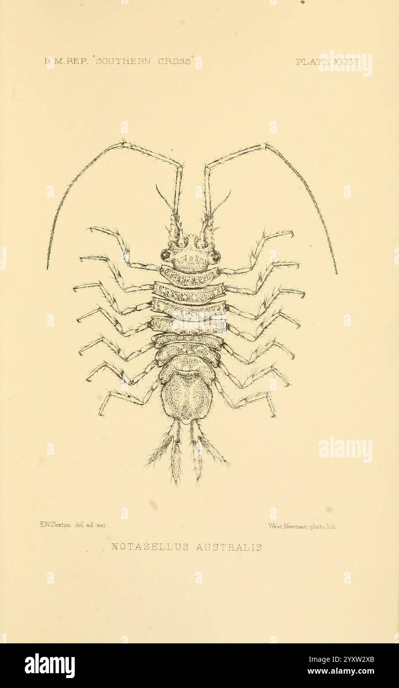 Rapport sur les collections d'histoire naturelle réalisées dans les régions antarctiques au cours du voyage de la 'Croix du Sud.' Londres, 1902, Antarctique, botanique, expéditions scientifiques, Southern Cross ship, Zoology, Elsie Wilkins Sexton, Women in science, cette illustration présente une représentation détaillée de Notasellus australis, une espèce d'isopode. L'organisme est présenté dans un format structuré, mettant en valeur son corps allongé et de nombreux appendices segmentés. Le travail au trait complexe met en évidence les caractéristiques anatomiques, y compris la segmentation distincte du thorax et de l'abdomen, ainsi que la promine Banque D'Images