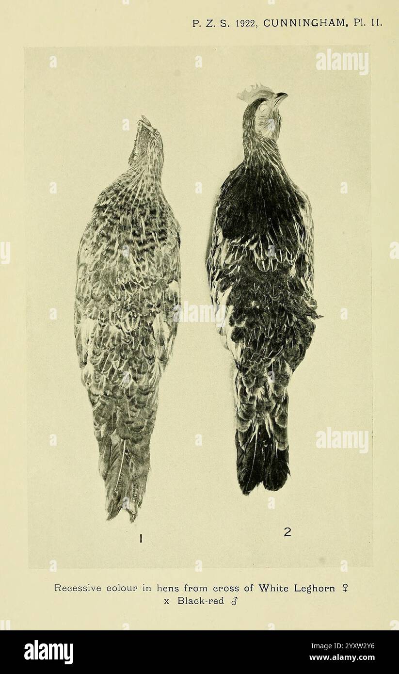 Proceedings of the Zoological Society of London, London, Academic Press Periodicals, Zoology, Birds, poules, l'image montre deux illustrations d'oiseaux montrant leurs motifs de plumage et leur coloration. Sur la gauche, la figure met en évidence une poule de la croix d'une Leghorn blanche, soulignant ses traits distinctifs, tandis que la figure de droite représente un coq noir-rouge. Les deux sont représentés dans une comparaison côte à côte, permettant un examen détaillé de leurs patrons de plumes respectifs et de leur morphologie globale, contribuant à une compréhension des variances génétiques dans les races de volailles. Banque D'Images