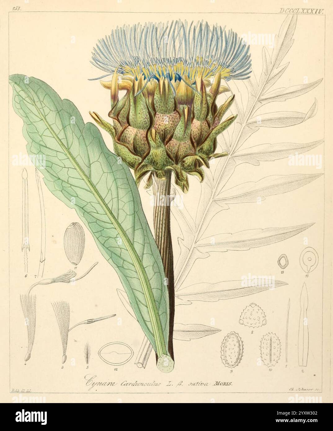 Icones florae Germanicae et Helveticae, simul Pedemontanae, Tirolensis, Istriacae, Dalmaticae, Austriacae, Hungaricae, Transylvanicae, Moravicae, Borussicae, Holsaticae, Belgicae, Hollandicae, ergo Mediae Europae, Lipsiae, F. Hofmeister, 1834-1912, [v. 1, 1850], Europe, œuvres picturales, plantes., l'illustration présente un rendu botanique détaillé du Cynara cardunculus, communément appelé artichaut. Il met en valeur les bourgeons floraux épis distinctifs de la plante, qui sont entourés de larges feuilles dentelées. La tête de fleur de l'artichaut est représentée en pleine floraison, mettant en valeur vibrante et intrique Banque D'Images