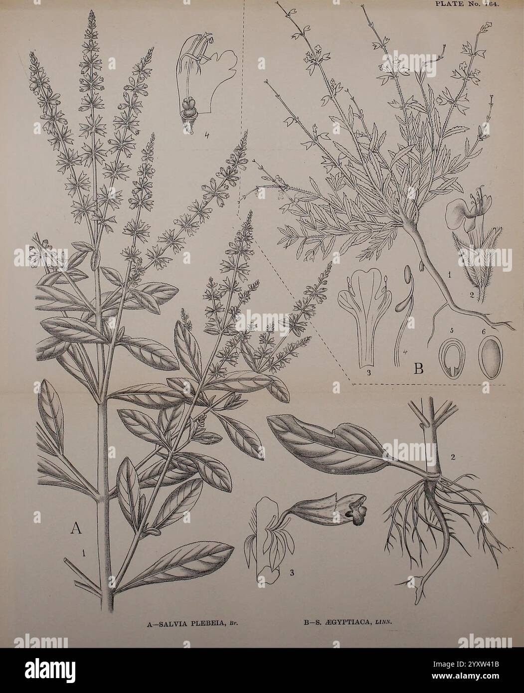 Indien, médicinal, plantes, Bahadurganj, Inde, Sudhindra, Nath, Basu, Pâninî, bureau, 1918, botanique, botanique, médical, Inde, plantes, tiges, feuilles, fleurs, l'illustration présente une étude botanique de deux espèces végétales du genre Salvia. Dans le coin supérieur gauche, Salvia flevesia est représentée, mettant en valeur ses tiges allongées ornées de petites fleurs groupées fleurissant sur toute la longueur. À droite, Salvia esculenta affiche une structure florale plus complexe, mettant en évidence les différentes étapes du développement floral. L'image comprend des parties étiquetées des plantes à des fins éducatives, avec d Banque D'Images