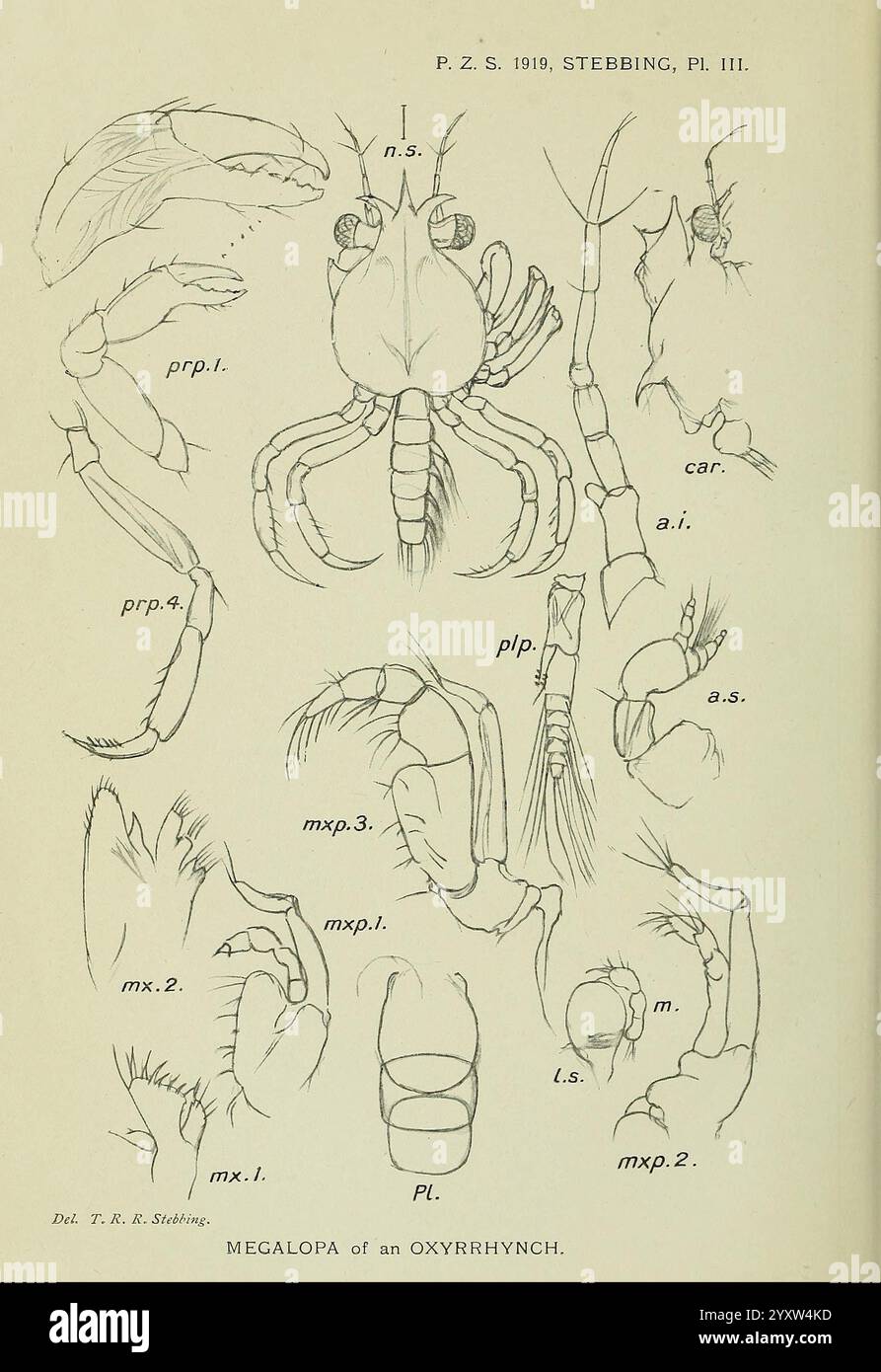 Proceedings of the Zoological Society of London London Academic Press Periodicals zoologie, l'illustration présente un diagramme anatomique détaillé d'une mégalope, en particulier d'un oxyrrhynque, présentant diverses parties du corps étiquetées pour plus de clarté. Il comporte de multiples appendices, y compris des griffes (car.), des antennes (a.s.), et plusieurs segments du thorax et de l'abdomen, chacun étiqueté avec des identifiants spécifiques comme pr.p., mxp., et mx., pour indiquer leurs positions et fonctions respectives. Les lignes complexes et les annotations mettent en évidence la structure biologique et la morphologie essentielles à la compréhension Banque D'Images
