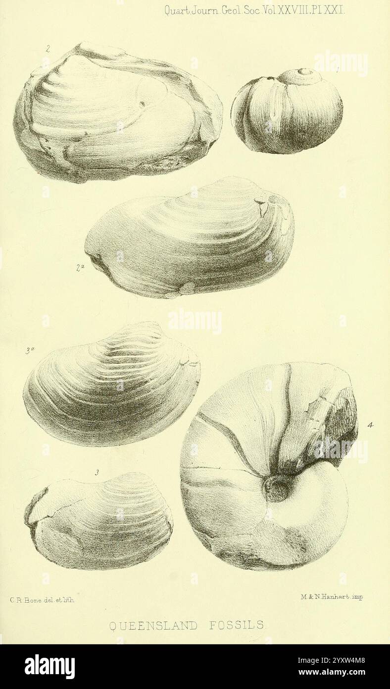 The Quarterly Journal of the Geological Society of London, v.28 (1872), Londres, Geology, périodiques, L'illustration montre une variété de spécimens de coquillages fossilisés du Queensland, exposés de manière organisée. Chaque coque est méticuleusement détaillée, avec des étiquettes indiquant leurs numéros de catalogue. L'étude capture à la fois la texture et les subtilités structurelles des coquilles, mettant en évidence leurs formes et tailles uniques. L'arrangement complète une exploration scientifique de la paléontologie, offrant un aperçu des riches archives fossiles de la région. La présentation visuelle est accompagnée d'un c. Banque D'Images