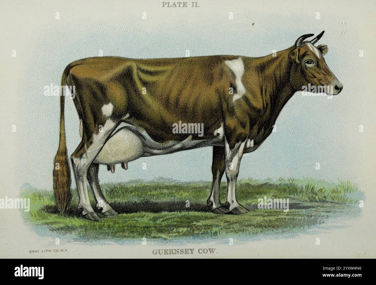 Biggle vache book Philadelphia W. Atkinson 1898 c1897 vaches Bos taurus vache de Guernesey, Une vache de Guernesey est représentée gracieusement debout sur une herbe luxuriante, mettant en valeur son pelage marron rougeâtre distinct marqué de taches blanches. Le cadre solide et l'expression douce de l'animal soulignent ses capacités de production laitière. Cette race est réputée pour son lait riche, connu pour sa couleur dorée et sa teneur élevée en matière grasse butyrique, ce qui en fait un atout précieux dans l'élevage laitier. La vache est de profil, permettant une vision claire de ses caractéristiques, y compris la courbure caractéristique de son corps et la proéminence de son pis Banque D'Images