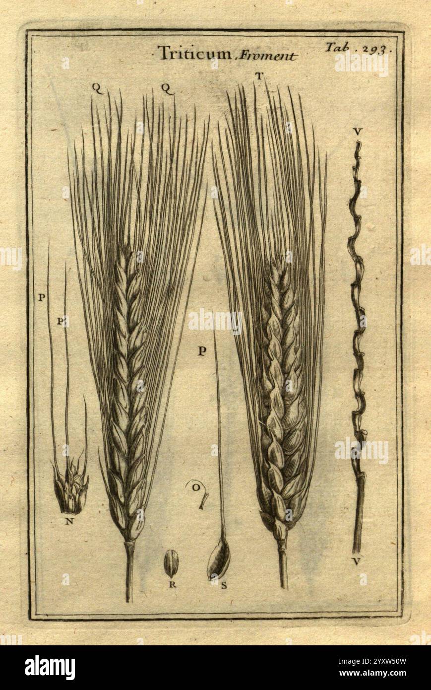 Josephi Pitton Tournefort, Institutiones Rei herbariæ, Parisiis, E Typographia Regia, 1700-[1703], botanique, travaux pré-linnéens., l'illustration présente divers spécimens de Triticum, communément appelé blé. Il présente des représentations détaillées de la structure de la plante, y compris des parties étiquetées qui dénotent différents composants tels que l'épi-épi, le grain et les glumes. Chaque section étiquetée est identifiée par des lettres telles que Q, T, P, N, O, R, S et V : met en évidence les détails botaniques essentiels à l'étude du blé. Cette pièce éducative sert de référence pour comprendre la morphologie du blé et Banque D'Images