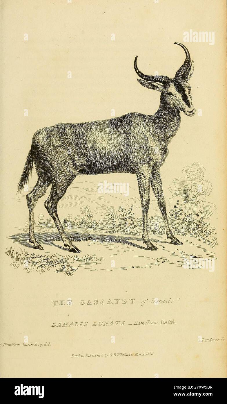The animal Kingdom, Londres, imprimé pour G.B. Whittaker, 1827-1835, zoologie, sassaby, damalis lunata, damaliscus lunatus, tsessebe commun, topi, tiang, antilope, Charles Hamilton Smith, Thomas Landseer, Une illustration détaillée d'un mouton de chèvre, mettant en valeur ses cornes courbes distinctives et sa construction robuste. L'animal se dresse sur un terrain herbeux, entouré d'une végétation clairsemée qui fait allusion à son habitat naturel. À gauche, un paysage serein reflète des collines ondulantes et des arbres lointains. En dessous de l’illustration, le titre « THE BASSAULT » est bien visible à côté du nom « DANIELS & SUTTIE », sug Banque D'Images