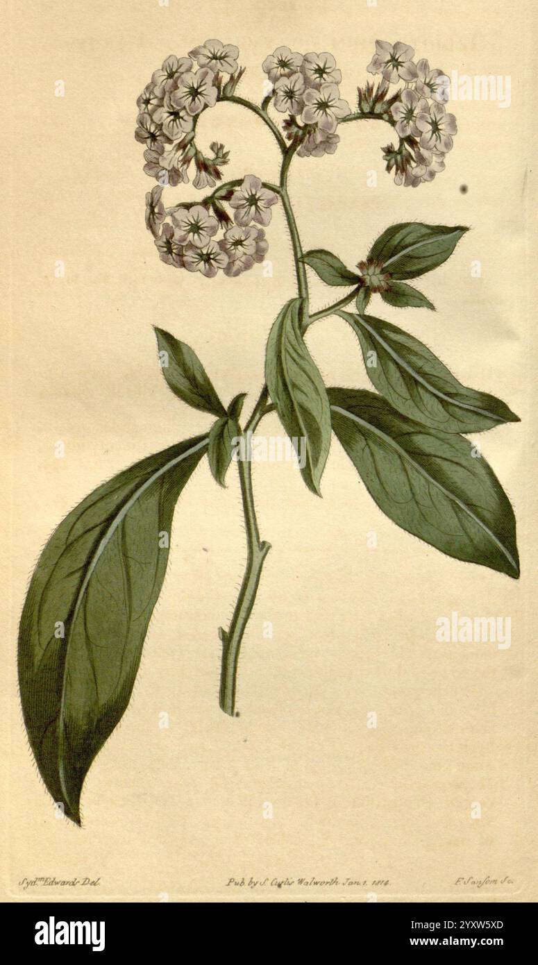 Curtis's Botanical Magazine London New York etc. illustration botanique botanique périodiques œuvres picturales plantes ornementales fleurs de Curtis Heliotropium corymbosum Heliotropium arborescens taxonomie : Family= Boraginaceae Peru Sydenham Teast Edwards, Une illustration botanique délicate avec un amas de petites fleurs blanches en forme d'étoile entourées de feuilles vertes luxuriantes. Les fleurs sont disposées d'une manière gracieuse, légèrement incurvée sur une tige mince, mettant en valeur leurs détails complexes. Les feuilles sont larges et proéminentes, affichant une texture riche qui contraste élégamment avec les fleurs plus légères. Banque D'Images