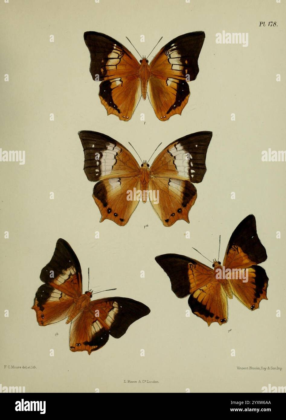 Lepidoptera indica, Londres, 1890-1913, Inde, Lepidoptera, Frederic C Moore, cette illustration présente une représentation détaillée de quatre papillons, chacun affiché dans une orientation distincte. Les papillons présentent un mélange de couleurs orange, noir et blanc, mettant en valeur des motifs d'ailes complexes qui soulignent leurs caractéristiques uniques. Les deux papillons supérieurs sont positionnés vers le haut, tandis que les deux papillons inférieurs sont affichés sous des angles différents, permettant une vue des côtés dorsal et ventral. Cet arrangement met l'accent sur la diversité et la beauté de ces insectes, contribuant à l'étude de Banque D'Images