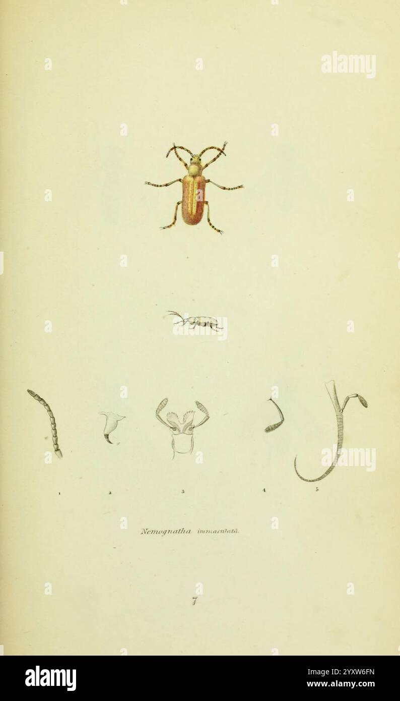 American Entomology v.1 Boston Estes & Lauriat 1859 ? Insectes Amérique du Nord œuvres picturales Nemognatha Immaculata Arthropoda Thomas Say Entomology, l'illustration présente une série de représentations détaillées de divers insectes et vers, mettant en valeur leurs caractéristiques morphologiques uniques. En haut, un coléoptère proéminent est mis en évidence, affichant son corps rayé distinctif et ses antennes courbes. En dessous, un assortiment de créatures plus petites est présenté, y compris une fourmi, une chenille, et des segments représentant différents types de vers. Chaque organisme est méticuleusement rendu, en soulignant leur Banque D'Images