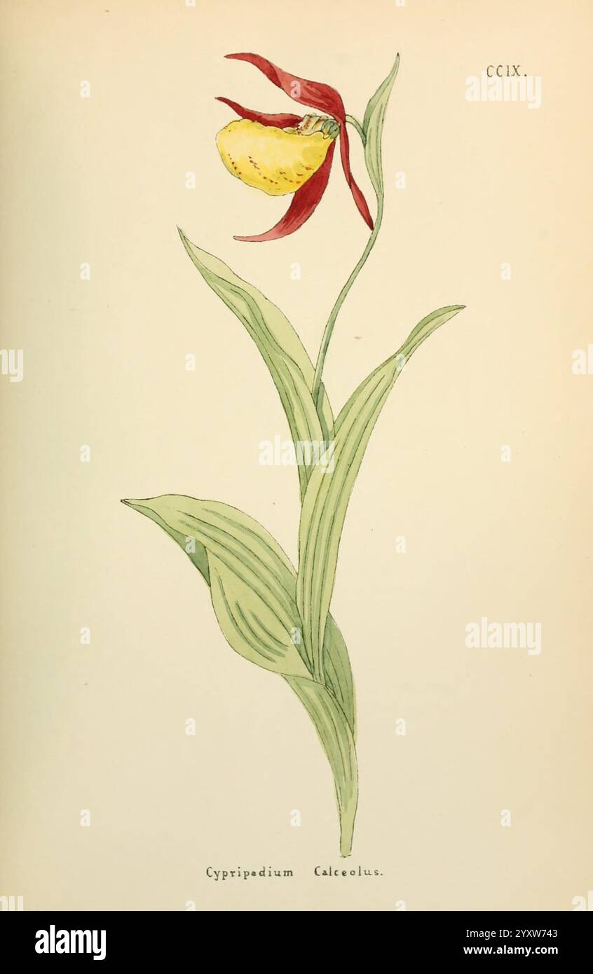Fleurs de l'Engadine. Winchester, imprimé pour l'auteur par Warren et son, 1891. Engadine, fleurs, oeuvres picturales, plantes, Suisse., Cypripedium calceolus magnifiquement illustré, communément appelé orchidée de pantoufle de la dame. L'œuvre d'art présente la structure délicate de la fleur, mettant en valeur sa forme unique avec une lèvre proéminente en forme de poche qui ressemble à une pantoufle. Les pétales sont élégamment colorés dans des tons de rouge, contrastant avec le jaune vif de la poche centrale. Les longues feuilles vertes minces s'étendent gracieusement à partir de la base, soulignant l'élégance naturelle de l'orchidée. A Banque D'Images