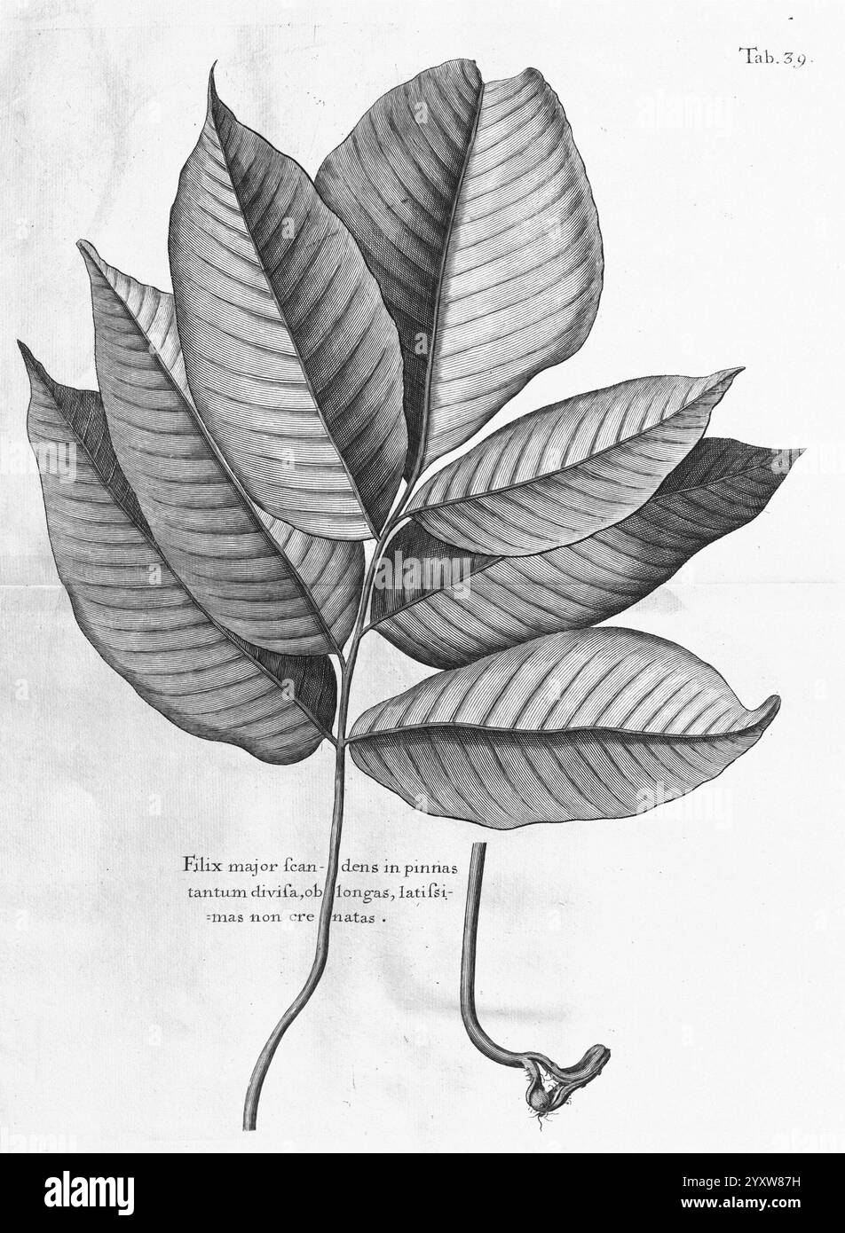 Un voyage vers les îles, Madera, Barbade, Nieves, S. Christopher, et Jamaïque, Londres, imprimé par B.M. pour l'auteur 1707-1725, Angleterre, plantes, histoire naturelle, Jamaïque, botanique, gravures, 1707, description et voyage, œuvres pré-linnéennes, une illustration très détaillée mettant en vedette un groupe de grandes feuilles allongées soigneusement arrangées et mettant en valeur leurs veines proéminentes et leurs textures nervurées. Les feuilles présentent une forme naturelle et organique, se rétrécissant à des points élégants aux extrémités. À la base, une petite tige recourbée émerge, évoquant la connexion de la plante au sol. Sous le feuillage, un capt Banque D'Images