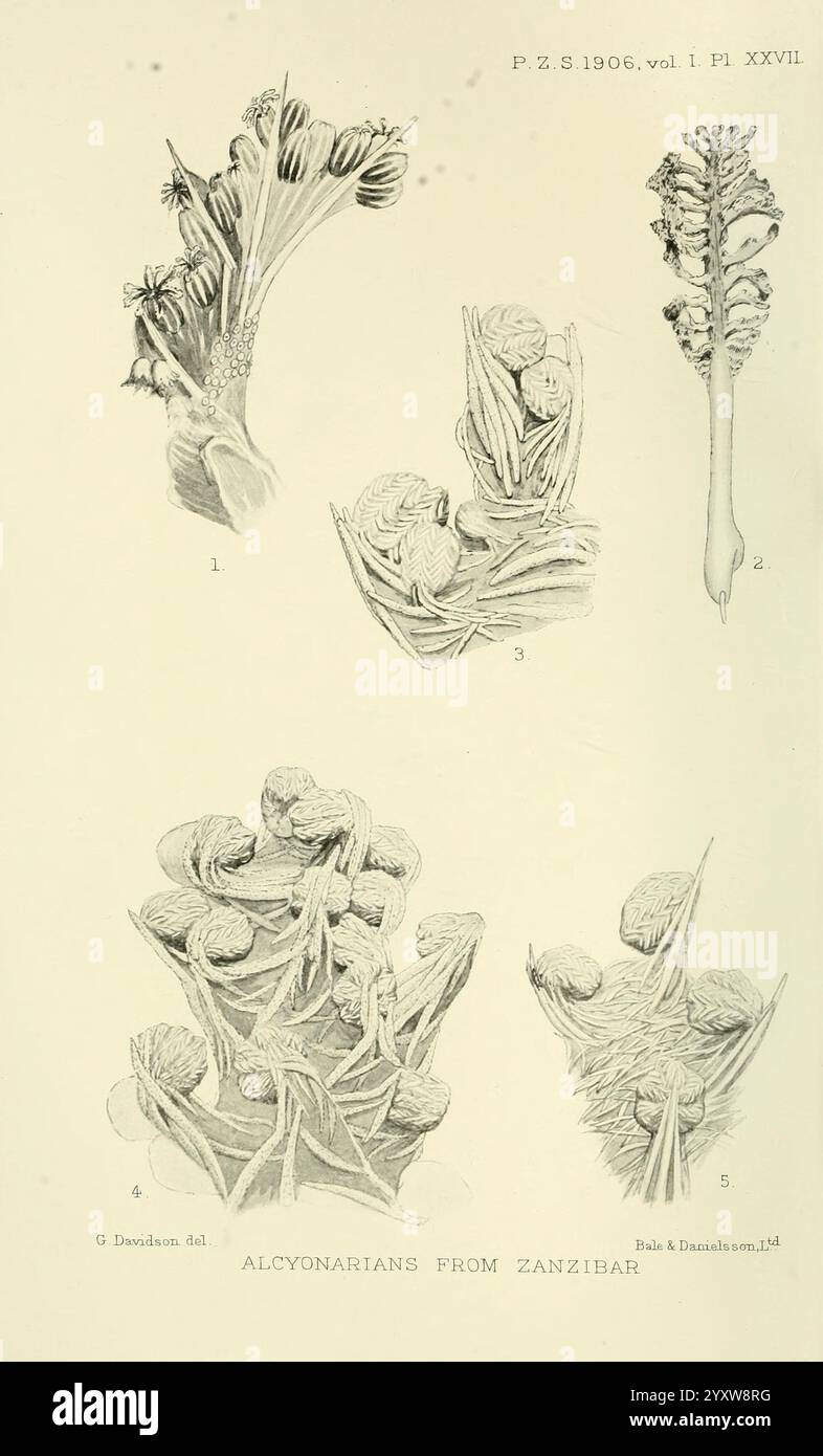 Proceedings of the Zoological Society of London, London, Academic Press Periodicals, Zoology, Une compilation d'illustrations détaillées représentant diverses espèces d'Alcyonariens trouvés à Zanzibar. Les figures présentent des caractéristiques anatomiques complexes de ces organismes coralliens mous, mettant en évidence leurs structures polypes et leurs formations de croissance. Chaque illustration est méticuleusement étiquetée pour référence, soulignant la diversité et la complexité de ces invertébrés marins. Les représentations donnent un aperçu de leur morphologie et contribuent à la compréhension scientifique de la diversité alcyonarienne en milieu marin Banque D'Images