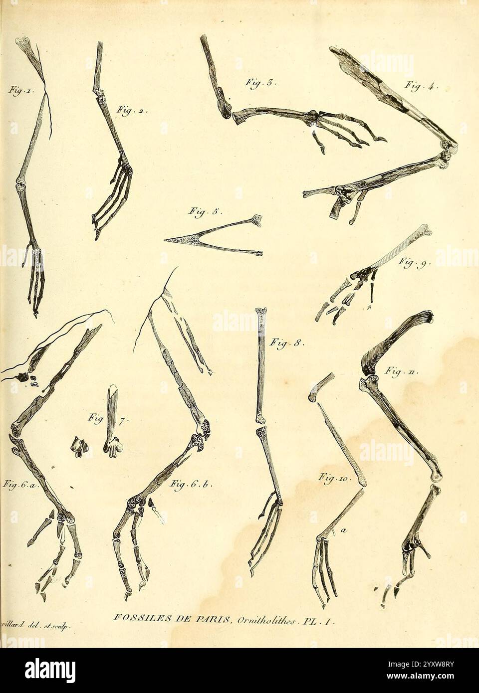 Recherches sur les ossemens fossiles de quadrupèdes, Paris, Deterville, 1812 France Paléontologie géologie région de Paris fossiles de mammifères fossiles de vertébrés histoires de fossiles, Une collection d'illustrations anatomiques détaillées représentant diverses structures antérieures d'oiseaux. Ces croquis mettent en évidence différents arrangements squelettiques, mettant en évidence les complexités de l'anatomie aviaire. Chaque figure est méticuleusement étiquetée, fournissant une référence pédagogique pour l'étude de la morphologie des oiseaux. L'agencement comprend divers angles et perspectives, permettant une analyse comparative des éléments squelettiques. Fonction Banque D'Images