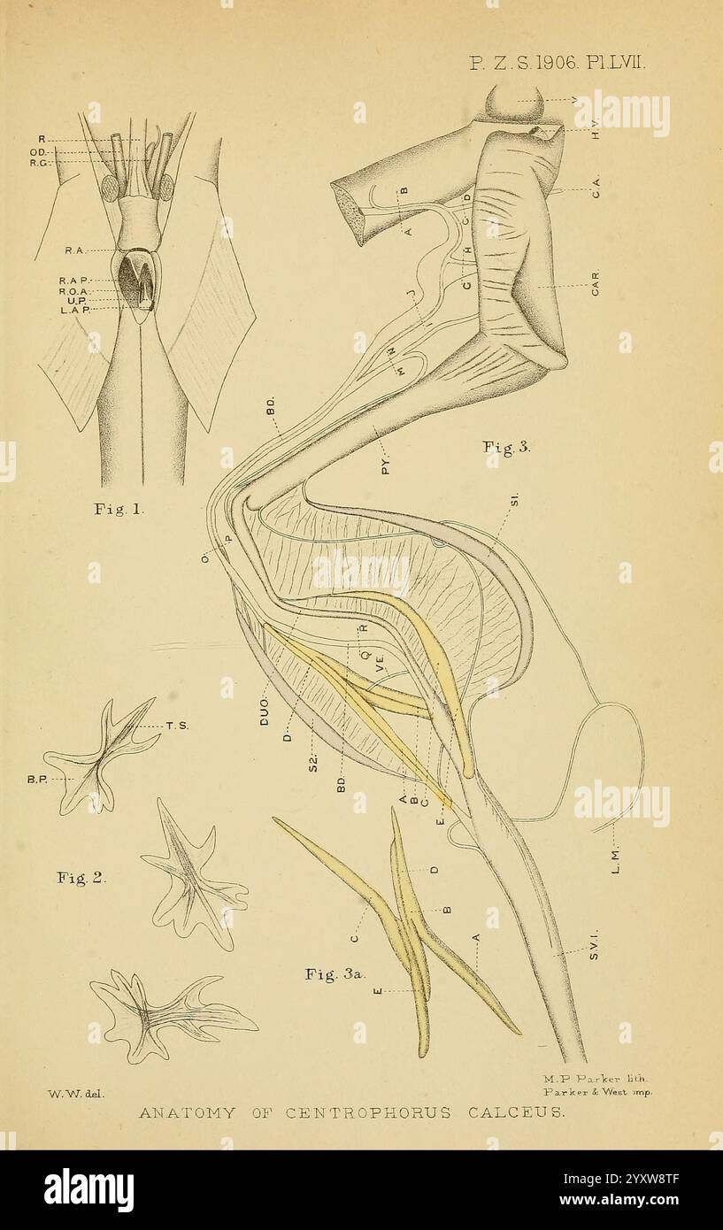 Proceedings of the Zoological Society of London, London, Academic Press Periodicals, Zoology, l'illustration présente une étude anatomique détaillée du Centrophorus calceus, un type de requin des profondeurs connu sous le nom de requin marteau. Il comporte plusieurs diagrammes étiquetés qui présentent diverses structures anatomiques. - **La figure 1** montre la disposition du système nerveux et des organes, en mettant en évidence les composants critiques tels que le cerveau et la moelle épinière. - **La figure 2** se concentre sur le système digestif, délimitant le chemin de la bouche à travers l'œsophage jusqu'à l'estomac et les intestins. - **Figure Banque D'Images