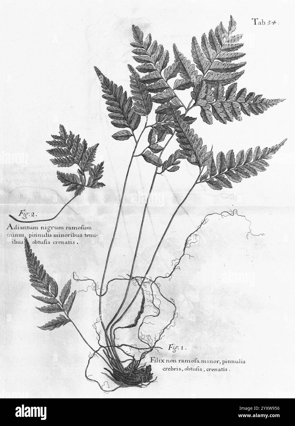 Un voyage aux îles, Madera, Barbade, Nieves, S. Christophers, et Jamaïque, Londres, imprimé par B. M. pour l'auteur 1707-1725, Angleterre, plantes, histoire naturelle, Jamaïque, botanique, gravures, 1707, description et voyage, œuvres pré-linnéennes, L'illustration montre une représentation botanique détaillée d'une espèce de fougères, avec plusieurs frondes finement rendues avec des folioles à lobes complexes. Chaque fronde est représentée avec précision, soulignant les veines délicates et les textures des feuilles. La disposition comprend des figures étiquetées, avec ''Fig. 1'' et ''Fig. 2'' fournissant des identifiants clairs pour t Banque D'Images
