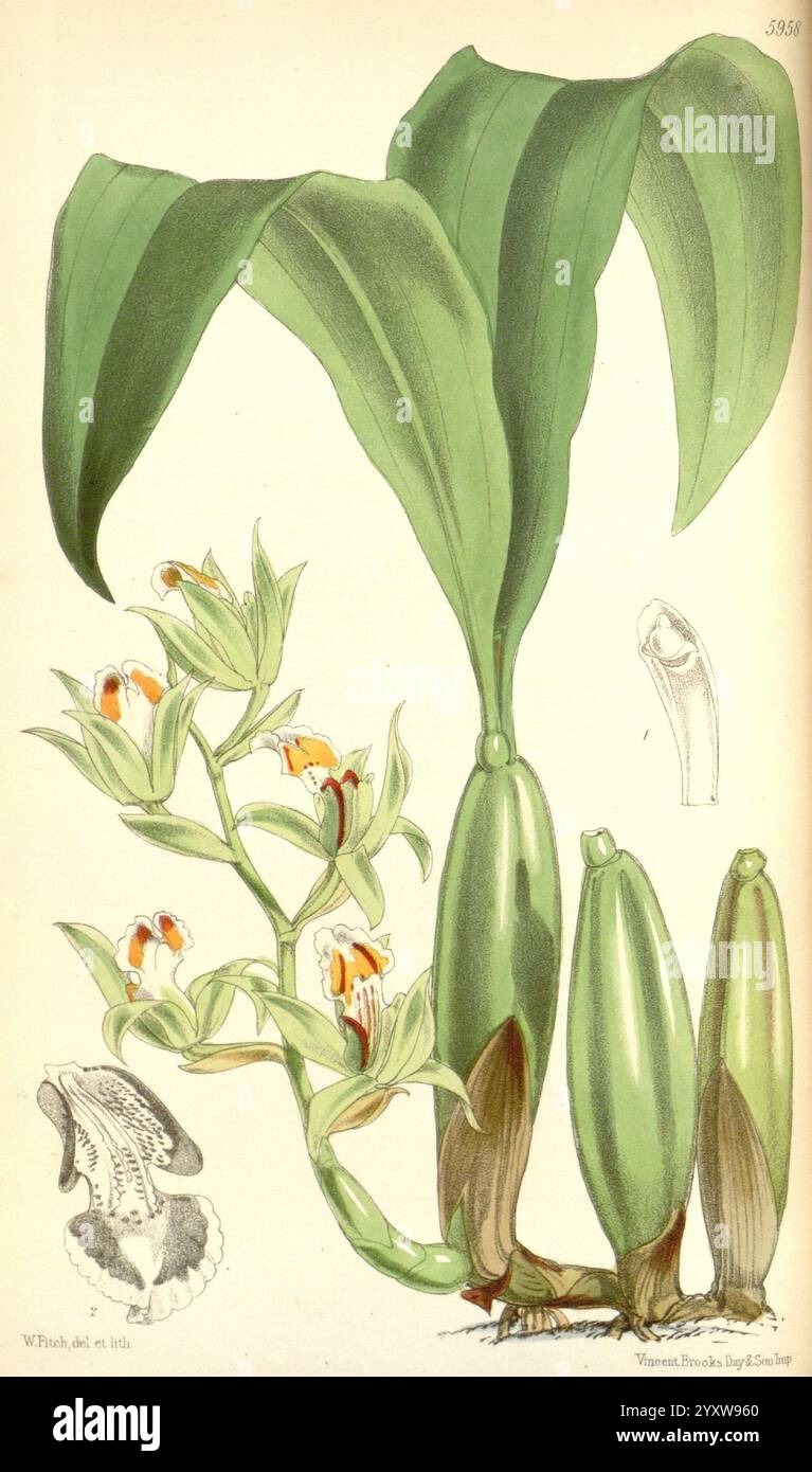 Curtis's Botanical Magazine London New York Botanical illustration botanique périodiques botaniques œuvres picturales plantes ornementales Curtis, Une illustration botanique mettant en vedette une espèce d'orchidée, mise en valeur par ses feuilles allongées et brillantes et un amas de fleurs délicates avec des marques orange et blanches frappantes. La tige supporte plusieurs grappes de fleurs, attirant l'attention sur leurs détails complexes. L’illustration principale est accompagnée de croquis des structures reproductrices et du feuillage de la plante, soulignant les caractéristiques uniques de cette plante exotique. Les éléments illustrés fournissent un complet Banque D'Images