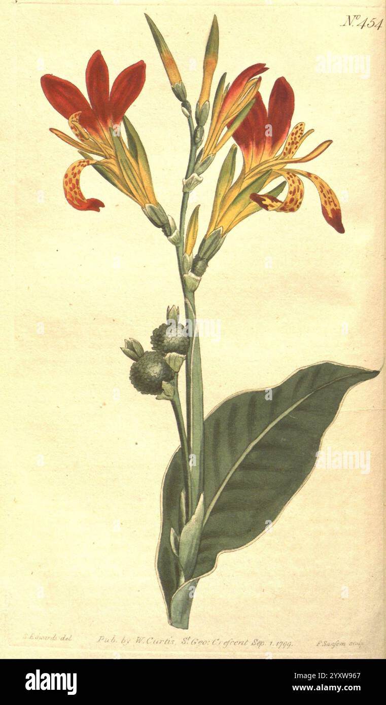 The Botanical Magazine, ou Flower-Garden affiché, 1790-1800, botanique, périodiques, œuvres picturales, Curtis, Une étude botanique magnifiquement illustrée mettant en vedette un arrangement de fleurs vibrantes avec des pétales allongés et un mélange de teintes rouge, jaune et orange. Les fleurs sont délicatement détaillées, mettant en valeur leurs taches et leur structure uniques, tandis qu'une grande feuille verte soutient la tige. De plus, l'illustration inclut ce qui semble être des gousses de graines près de la base de l'arrangement floral, ajoutant un élément de réalisme et de profondeur à la composition. La présentation globale combine scienti Banque D'Images