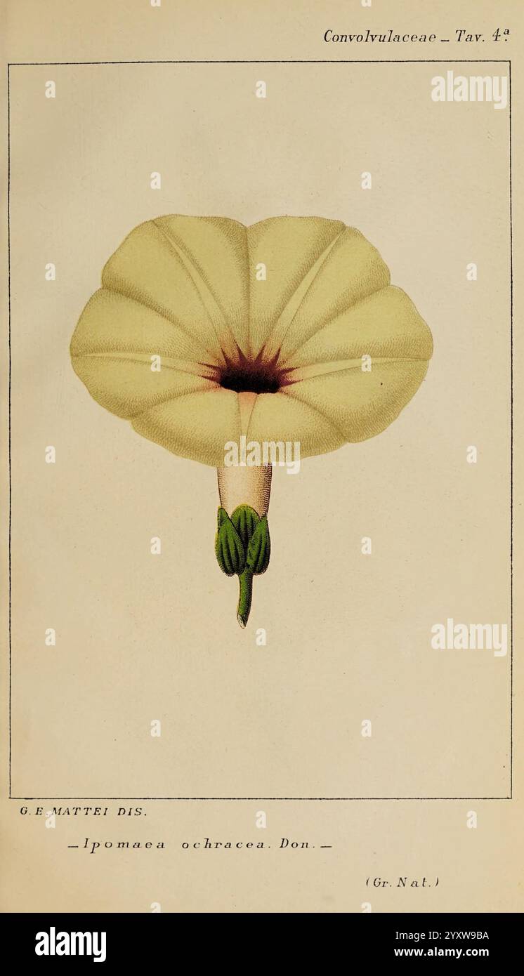 Convolvulaceae, Bologne, Società tipografica Azzoguidi, 1887, convolvulaceae, une illustration délicate d'une fleur d'Ipomoea ochracea, mettant en valeur ses pétales jaunes crémeux qui forment une forme de trompette. La fleur est représentée avec une tige lisse et verte et un calice proéminent à la base. Les détails complexes soulignent les veines subtiles des pétales et la courbe douce de la fleur, soulignant la beauté naturelle de cette espèce. L'illustration botanique est accompagnée d'une nomenclature scientifique, indiquant sa classification dans la famille des Convolvulaceae. Banque D'Images