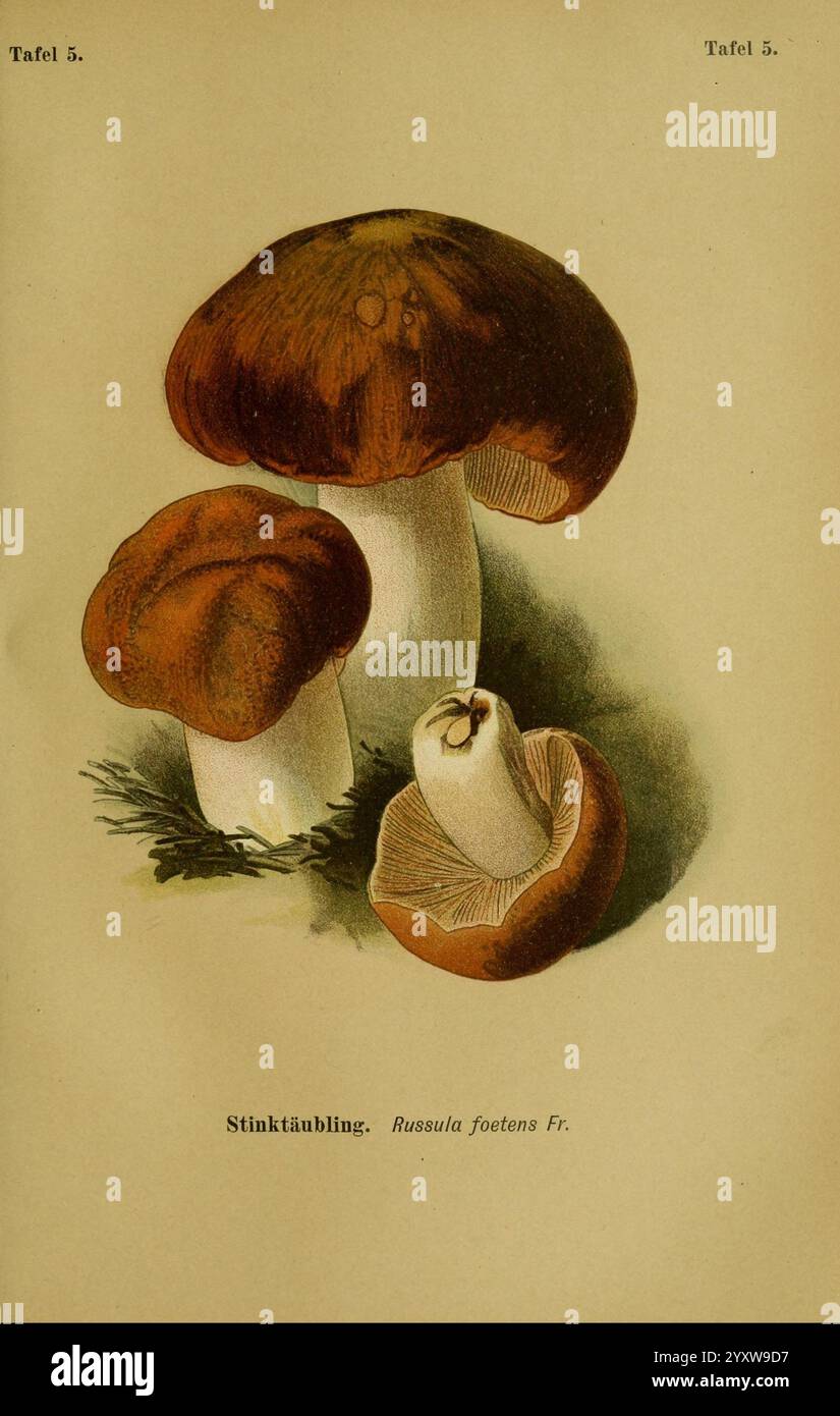 Die Giftpflanzen Deutschlands. Braunschweig, F. Vieweg, 1910, Allemagne, plantes toxiques,, cette illustration présente un groupe de champignons connu sous le nom de Russula foetens, communément appelé la russula puante. Les champignons présentent un riche chapeau brun rougeâtre avec une texture lisse, contrastant avec leurs tiges blanches et robustes. Un champignon plus petit est placé bien en évidence au premier plan, mettant en valeur son capuchon ouvert, révélant sa structure interne. Autour des champignons se trouve une parcelle de vert, suggérant un cadre naturel de forêt. La composition globale met en évidence les caractéristiques uniques Banque D'Images