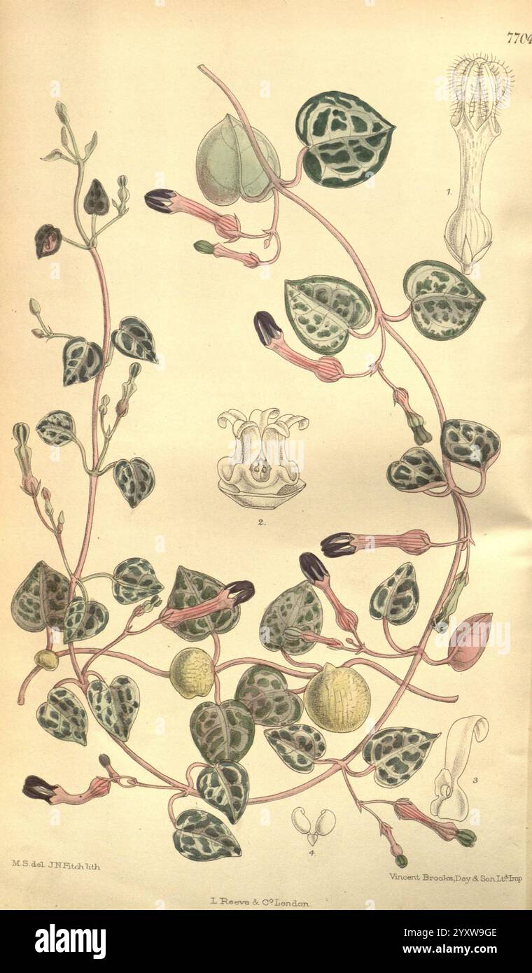 Curtis's Botanical Magazine, Londres, New York, botanique, périodiques, Pictorial Works, Matilda Smith, Curtis, Natal, Afrique du Sud, Ceropegia woodii, chaîne de cœurs, fleurs, Joseph Dalton Hooker, femmes en science, Matilda Smith, Ceropegia, cette illustration présente une étude botanique mettant en vedette une plante grimpante, caractérisée par ses feuilles complexes ornées de motifs uniques. Les vrilles de la plante se tordent gracieusement, soutenant des grappes de petits bourgeons et de fruits. Au centre, une représentation détaillée de la fleur, mettant en valeur sa structure distincte, est visible. Entourant la figure centrale, Banque D'Images