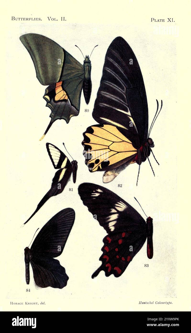 La faune de l'Inde britannique, Londres, Taylor & Francis, 1888, arthropode, arthropode, Une collection de papillons magnifiquement illustrés exposés dans diverses poses, chaque détail méticuleux pour mettre en valeur leurs couleurs et motifs uniques. Les espèces sont étiquetées avec des numéros pour l'identification. L'arrangement comprend un papillon frappant avec des marques jaunes et noires vibrantes, aux côtés d'autres avec des combinaisons de couleurs distinctes et des formes d'ailes. Cette œuvre capture la beauté délicate et la diversité de ces insectes, mettant en valeur leurs conceptions complexes et leur élégance naturelle. Banque D'Images