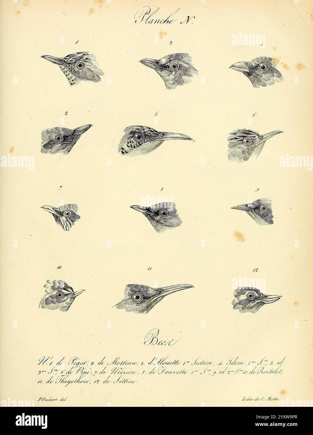 La galerie des oiseaux Paris Carpentier-Méricourt 1834 œuvres picturales d'oiseaux, Une illustration détaillée avec une série de têtes d'oiseaux, mettant en valeur une variété d'espèces avec des formes de bec distinctes et des motifs de plumes. Chaque tête est numérotée et agencée systématiquement, soulignant les différences et les caractéristiques uniques de morphologie. L'illustration sert de ressource pédagogique, peut-être à partir d'une étude ornithologique, visant à étudier l'anatomie et la taxonomie aviaires. Les étiquettes et les annotations donnent un aperçu des caractéristiques spécifiques et des classifications des oiseaux représentés, en soulignant Banque D'Images