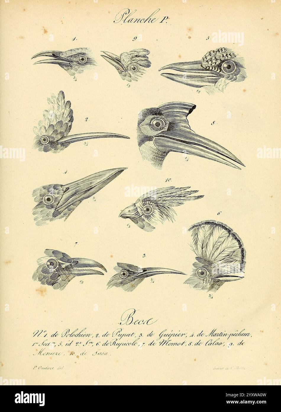 La galerie des oiseaux Paris Carpentier-Méricourt 1834 œuvres picturales d'oiseaux, Une collection d'illustrations méticuleusement détaillées mettant en valeur différentes espèces d'oiseaux, chacune étiquetée avec un numéro d'identification. Les sujets sont représentés de profil, soulignant leurs formes de bec uniques et leurs traits distinctifs. La diversité parmi les oiseaux est mise en évidence par les variations de taille, de forme et d'ornementation. Chaque illustration reflète un engagement envers la précision ornithologique, montrant un travail au trait complexe qui capture la texture des plumes et l'anatomie de la tête de chaque oiseau. L'accompagner Banque D'Images