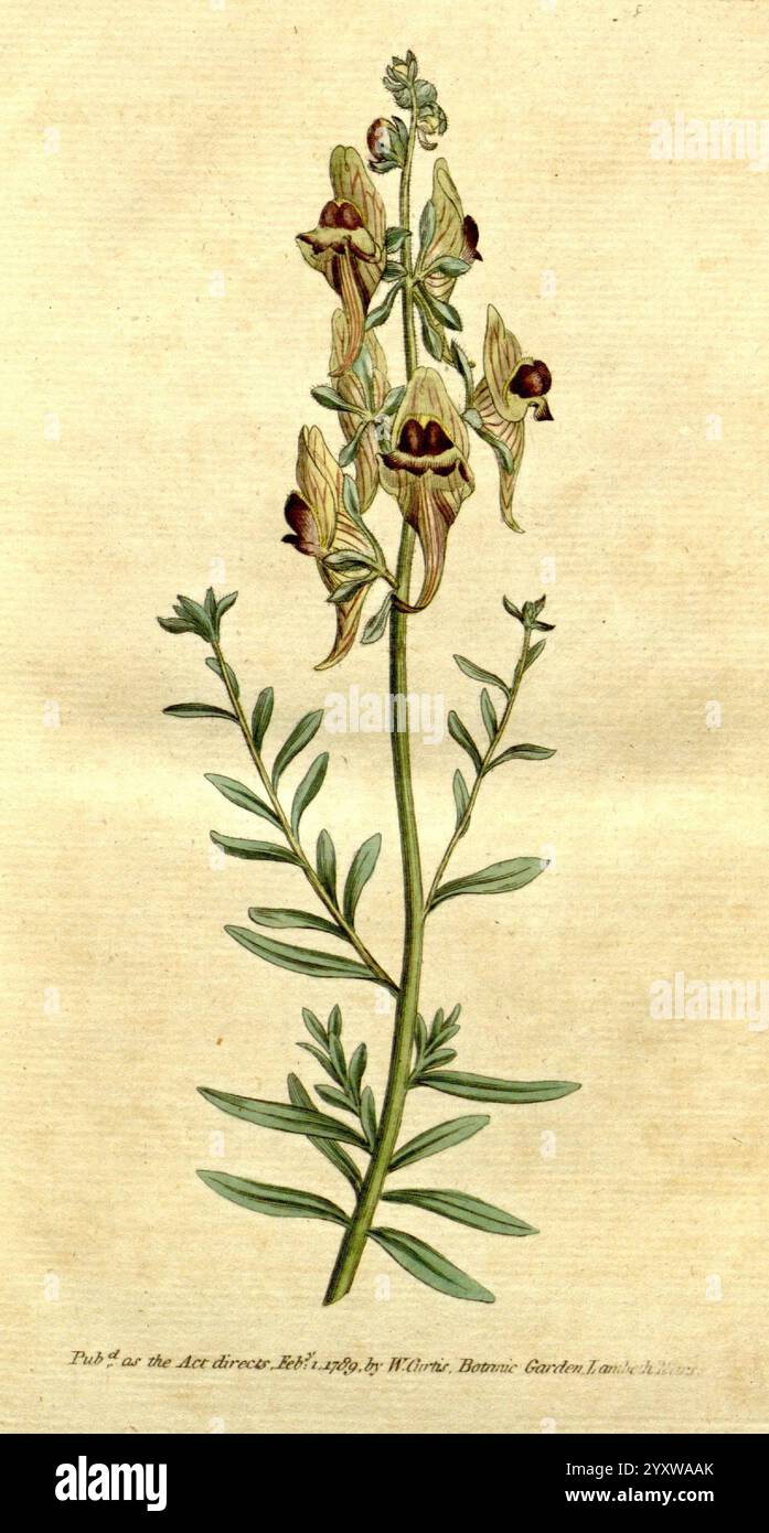 Le magazine botanique, ou jardin de fleurs, 1790-1800, botanique, périodiques, œuvres picturales, Espagne, William Curtis, fleurs, Sydenham Teast Edwards, mélancolie toadflax, taxonomie : trinomial = Linaria tristis tristis, Linaria tristis, Antirrhinum triste, Curtis, Espagne, une illustration botanique détaillée mettant en vedette une plante élancée et allongée avec de multiples pointes de floraison. La tige centrale est ornée d'une série de fleurs délicates, chacune présentant un mélange unique de couleurs sourdes avec des marques sombres et accentuées qui mettent en évidence leur structure complexe. Les feuilles, présentant un vert riche Banque D'Images