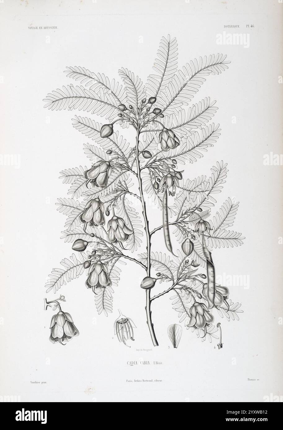 Tentamen, florae, Abyssinicae, Parisiis, Arthus, Bertrand, 1847-1851, Une illustration botanique montre une étude détaillée d'une plante à fleurs, avec des gousses allongées et des grappes de fleurs délicates en forme de cloche. Le design complexe met en valeur les feuilles plumeuses qui forment une toile de fond luxuriante et verte pour les fleurs et les gousses de graines. Chaque élément de l'illustration est méticuleusement rendu, capturant les caractéristiques uniques de l'anatomie de la plante, y compris la structure ramifiée et la disposition des fleurs et des gousses. La composition globale souligne à la fois la beauté et le complexit Banque D'Images