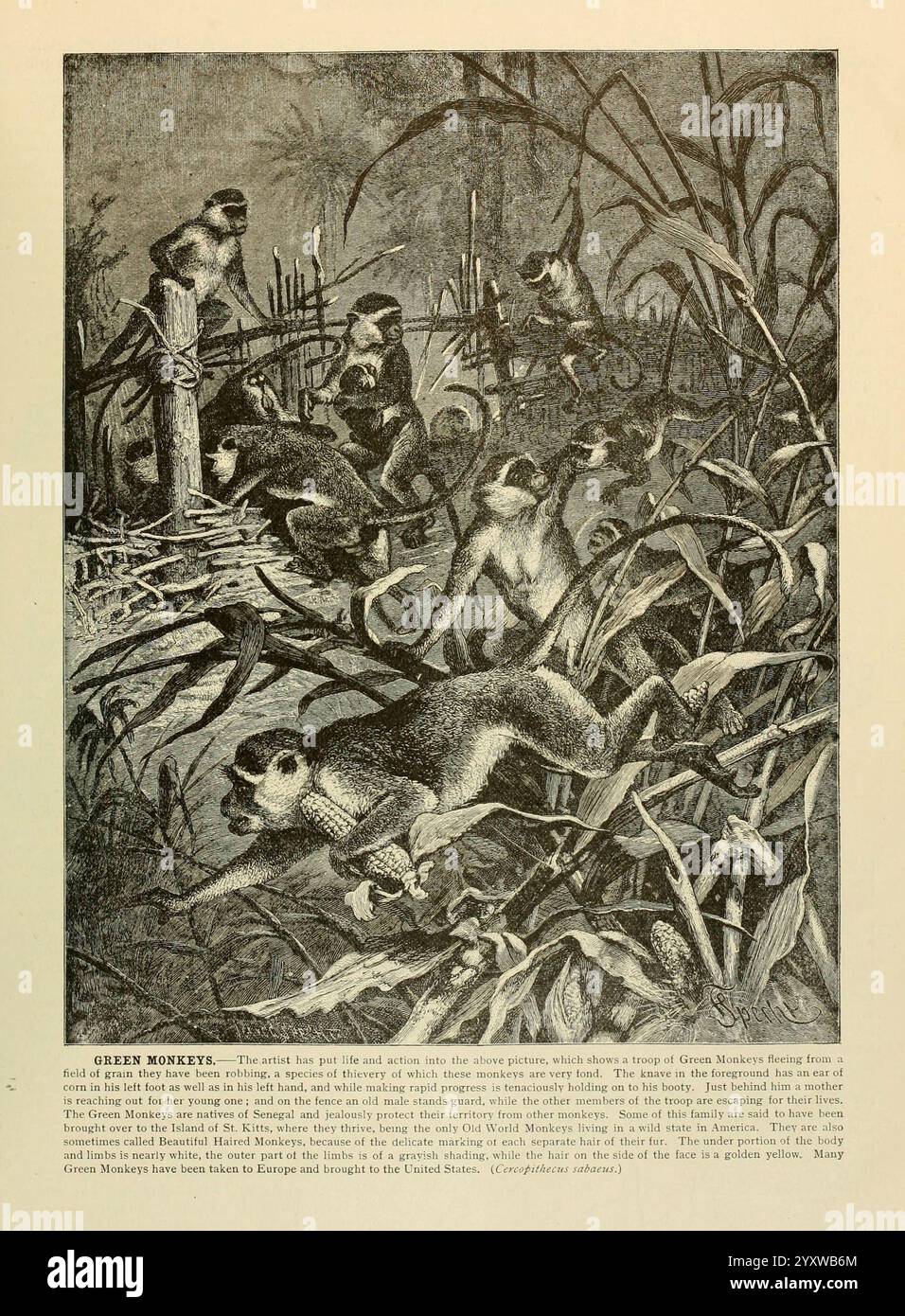 Brehm's Life of Animals, volume 1, Mammalia, Chicago, Marquis, 1895, singe, mammifères, singe vert, comportement animal singe callithrix, chlorocebus sabaeus, Un groupe de singes verts est représenté se livrant à une activité ludique dans un environnement luxuriant avec du feuillage et une structure en bois en arrière-plan. Les singes, connus pour leurs marques noires et blanches distinctes, sont vus grimper et interagir les uns avec les autres, mettant en valeur leur curiosité naturelle et leur comportement social. La scène capture la dynamique vivante de ces animaux dans leur habitat, mettant en évidence leurs mouvements agiles au milieu du vert Banque D'Images