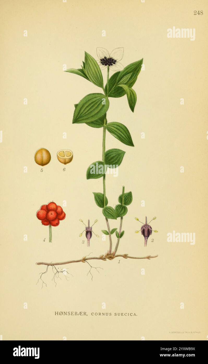 Billeder af nordens Flora. v.1 København, G.E.C. Gad's Forlag, 1917-1927. Finlande, œuvres picturales, plantes, Scandinavie le jardin botanique de New York Cornus Suecica, Honsebaer, Cornus Suecica, cette illustration présente la plante Hønsebær (Cornus suecica), mettant en valeur sa structure et ses composants distincts. Au centre, la plante est représentée avec des feuilles vertes allongées et une tige centrale, surmontée d'un amas de petites fleurs blanches avec des centres noirs. Sous la plante principale, les différentes parties sont étiquetées, y compris une représentation de ses baies, qui apparaissent dans un amas rouge vif, à côté de smalle Banque D'Images