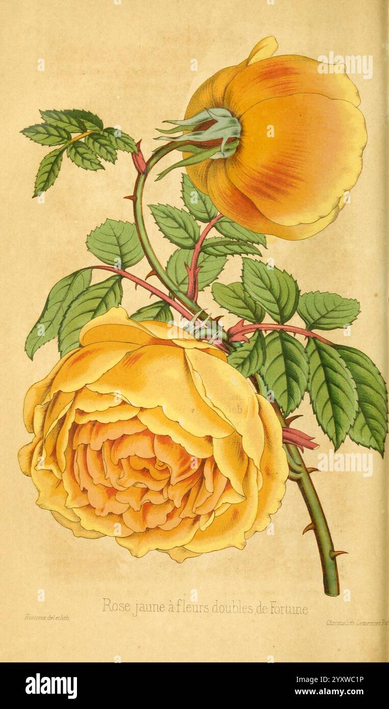 Revue horticole Paris, librairie agricole de la maison rustique, 1829-1974 France, jardinage, horticulture, périodiques, une représentation botanique magnifiquement illustrée d'une rose jaune, mettant en valeur ses couches complexes de pétales qui rayonnent du centre. La fleur est complétée par une rose bourgeonnante qui fait allusion à sa future floraison. D'élégantes feuilles vertes avec des veines visibles entourent les fleurs, améliorant la composition globale. La légende ''Rose jaune à fleurs doubles de fortune'' ajoute un élément de charme, suggérant un lien avec des thèmes de fortune et d'abondance associés à ce particu Banque D'Images