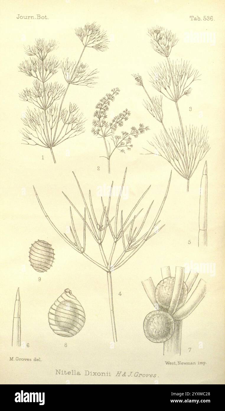 Journal of Botany, British and Foreign, Londres, Robert Hardwicke, 1863-1942, botanique, Grande-Bretagne, périodiques, plantes, cette illustration présente une collection d'études botaniques, mettant en valeur divers éléments de la plante Nitella dixonii. Chaque partie étiquetée est méticuleusement dessinée, mettant en évidence les caractéristiques délicates de la plante. Banque D'Images