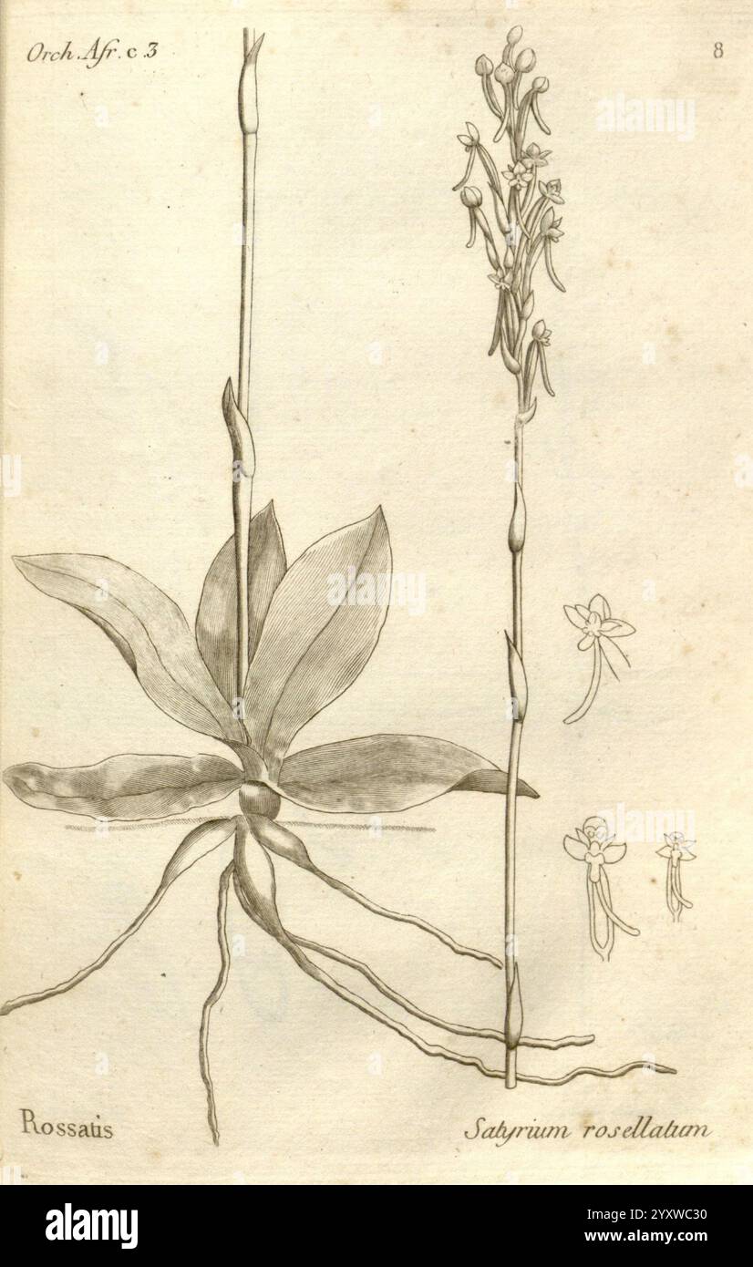 Histoire particulière des plantes Orchidees, recueillies sur les trois îles australes d'Afrique, de France, de Bourbon et de Madagascar, Paris, L'auteur, 1822. orchidaceae, cette illustration met en valeur les caractéristiques délicates du Satyrion rosellatum, un type d'orchidée. Le dessin met en valeur une tige proéminente ornée de nombreuses petites fleurs, chacune présentant de fins détails dans ses pétales. À gauche, la base de la plante est représentée avec ses larges feuilles et sa structure racinaire complexe, soulignant ses habitudes de croissance. Ci-dessus, plusieurs croquis supplémentaires permettent de regarder de plus près les fleurs individuelles, montrer Banque D'Images