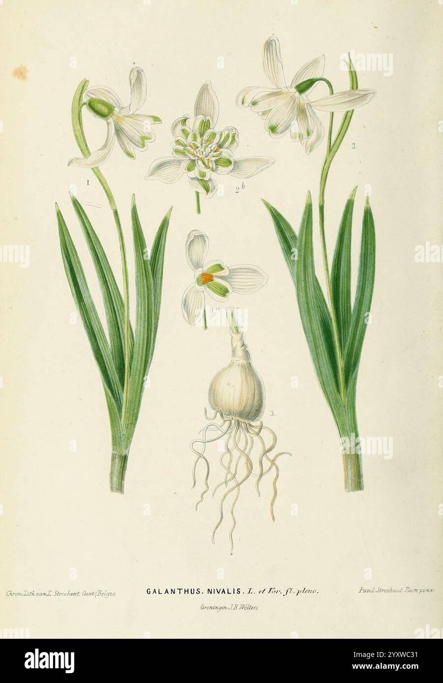 Plantentuin de Neerland, v.1. Groningen, J. Wolters, 1865-1867, botanique, pays-Bas, œuvres picturales, plantes, ornementales, Université de l'Illinois, Urbana, Champaign, Galanthus nivalis, l'illustration présente le Galanthus nivalis, communément appelé goutte de neige. Il met en valeur les délicates fleurs blanches avec des pointes vertes proéminentes, disposées de manière à mettre en valeur leur forme en forme de cloche. La composition comprend deux fleurs ouvertes, ainsi qu'une vue rapprochée de la structure interne de la fleur, illustrant les détails complexes des pétales et des organes reproducteurs. En outre, la représentation comprend Banque D'Images