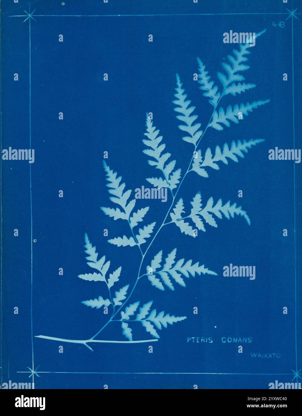 Fougères néo-zélandaises Auckland, Nouvelle-Zélande, Dobbie, H. B, 1880, botanique, œuvres picturales botaniques, fougères, Nouvelle-Zélande, fougères œuvres picturales néo-zélandaises, estampes de la nature Nouvelle-Zélande, Nouvelle-Zélande, livres rares 19ème siècle, Auckland War Memorial Museum Tāmaki Paenga Hira, Une représentation saisissante d'une fougère délicate, en particulier Pteris comans, élégamment présentée sur un fond bleu vif. Les détails complexes des frondes de la fougère sont mis en évidence, mettant en valeur la structure fine et la symétrie naturelle de ses feuilles. Le spécimen est artistiquement disposé, sa base reposant sur une ligne subtile. Dans le co Banque D'Images