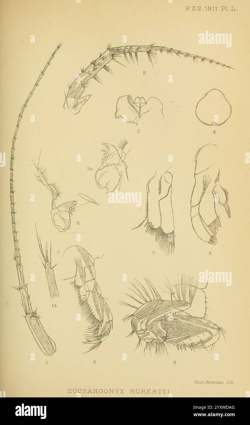 Actes de la Zoological Society of London London Academic Press Periodicals Zoology, Une illustration détaillée montrant diverses formes et caractéristiques anatomiques de l'espèce de crustacé Eucrangonyx robertsi. La composition comprend des diagrammes étiquetés présentant différents aspects, tels que des griffes, des membres, des segments corporels et des appendices sensoriels. Les figures sont méticuleusement rendues pour mettre en évidence les structures complexes de cette espèce, fournissant une référence complète pour les études biologiques et la recherche en taxonomie. L'illustration souligne à la fois la morphologie et le caractère distinctif Banque D'Images