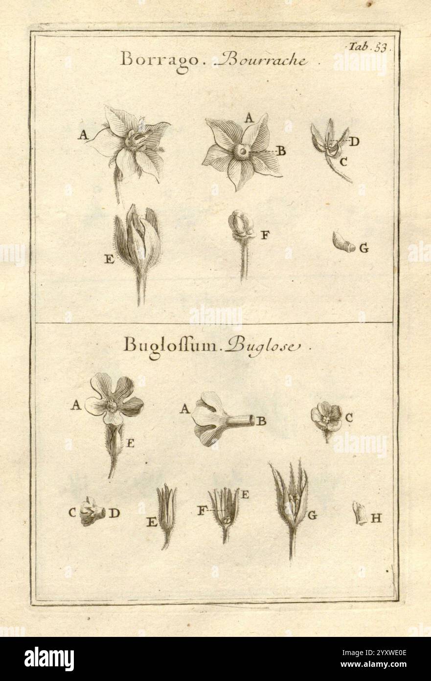 Joseph Pitton de Tournefort Institutiones Rei herbariae Parisiis, E Typographia Regia, 1700-[1703] botanique travaux pré-linnéens, l'illustration présente deux études botaniques intitulées ''Borrago'' (bourrache) et ''Buglossum'' (Bugloss). La section supérieure affiche plusieurs représentations détaillées de la plante de bourrache, mettant en valeur ses fleurs et bourgeons caractéristiques en forme d'étoile, chacune étiquetée avec les lettres A à G pour l'identification. Ci-dessous, la section Buglossum présente une variété de bourgeons floraux et de structures florales, également étiquetés A à H. le travail en ligne complexe capture les caractéristiques uniques de chaque p. Banque D'Images