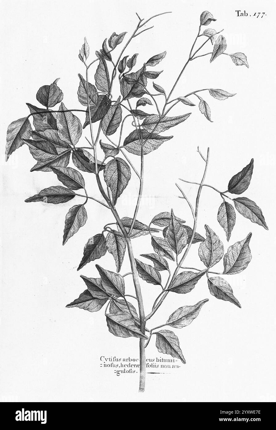 Un voyage vers les îles Madera, Barbade, Nieves, S. Christophers et Jamaïque, Londres, imprimé par B. M. pour l'auteur 1707-1725, Angleterre, plantes, histoire naturelle, Jamaïque, botanique, gravures, 1707, description et voyage, œuvres pré-linnéennes, une illustration botanique d'une branche élancée avec plusieurs feuilles, chacune finement détaillée avec des veines et des bords distincts. Les feuilles sont disposées alternativement le long de la tige, présentant une variété de formes et de tailles. La composition est étiquetée avec la notation ''Tab. 177'' en haut, suggérant une référence à un catalogue ou une publication. Sous le b Banque D'Images
