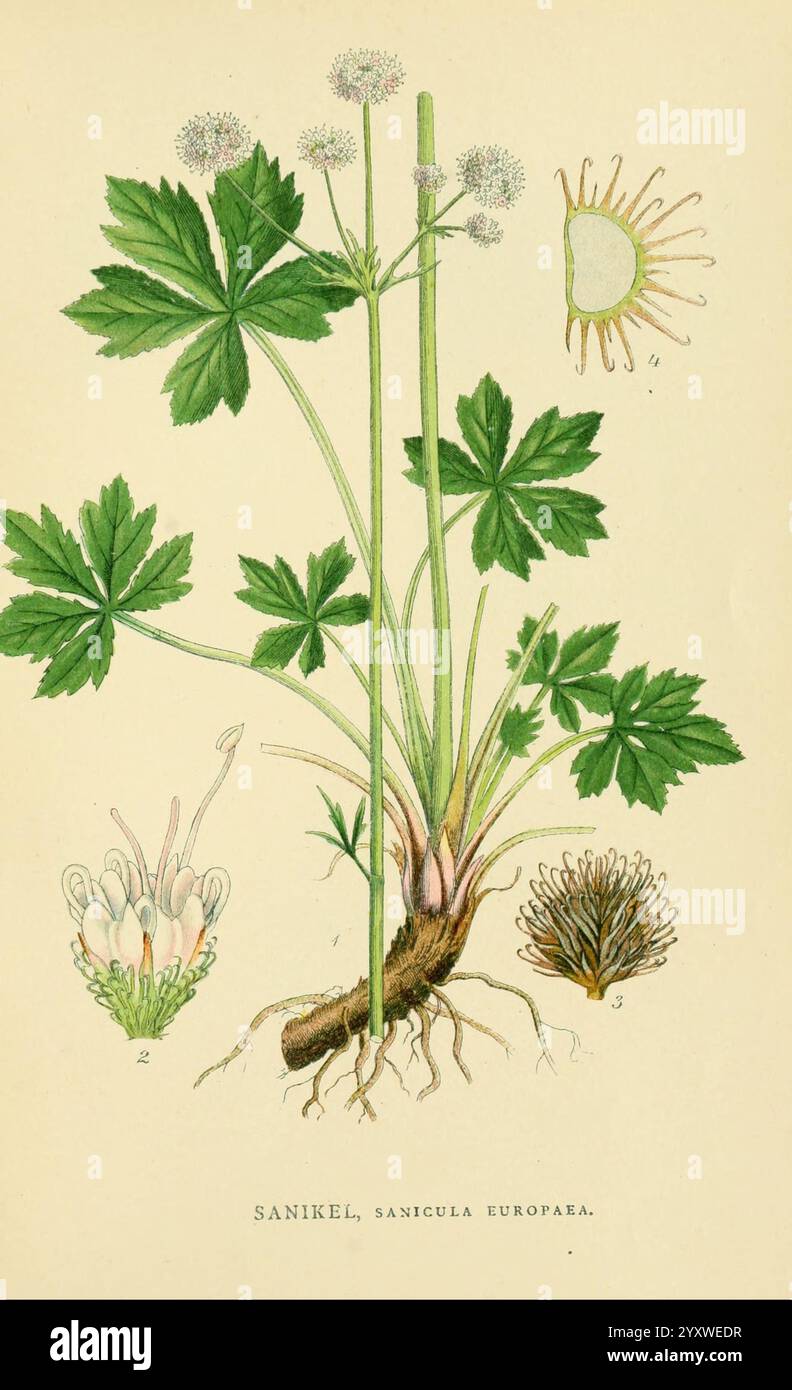 Billeder af Nordens Flora, København, G.E.C. Gad, 1901-1903 [i.e. 1907], œuvres picturales, plantes, Scandinavie., l'illustration présente la plante Sanicula europaea, communément appelée Snakeroot noir. La figure centrale présente les feuilles vertes distinctives de la plante, qui sont larges et palmées, rayonnant à partir d'une tige centrale. À côté de la plante, trois croquis détaillés mettent en évidence divers aspects : l'un représente la structure florale avec son délicat amas blanc de fleurs au sommet, un autre illustre les graines ou fruits immatures, et le troisième donne une vue du système racinaire. Ce botan Banque D'Images